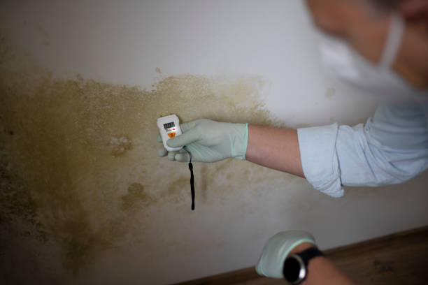 Reliable Provo, UT Mold Removal Solutions